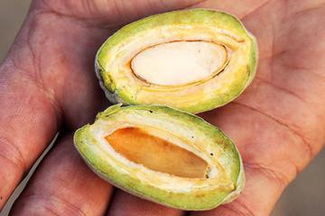 Almond Almond image