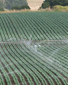 A field being irrigated