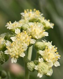 Guayule image