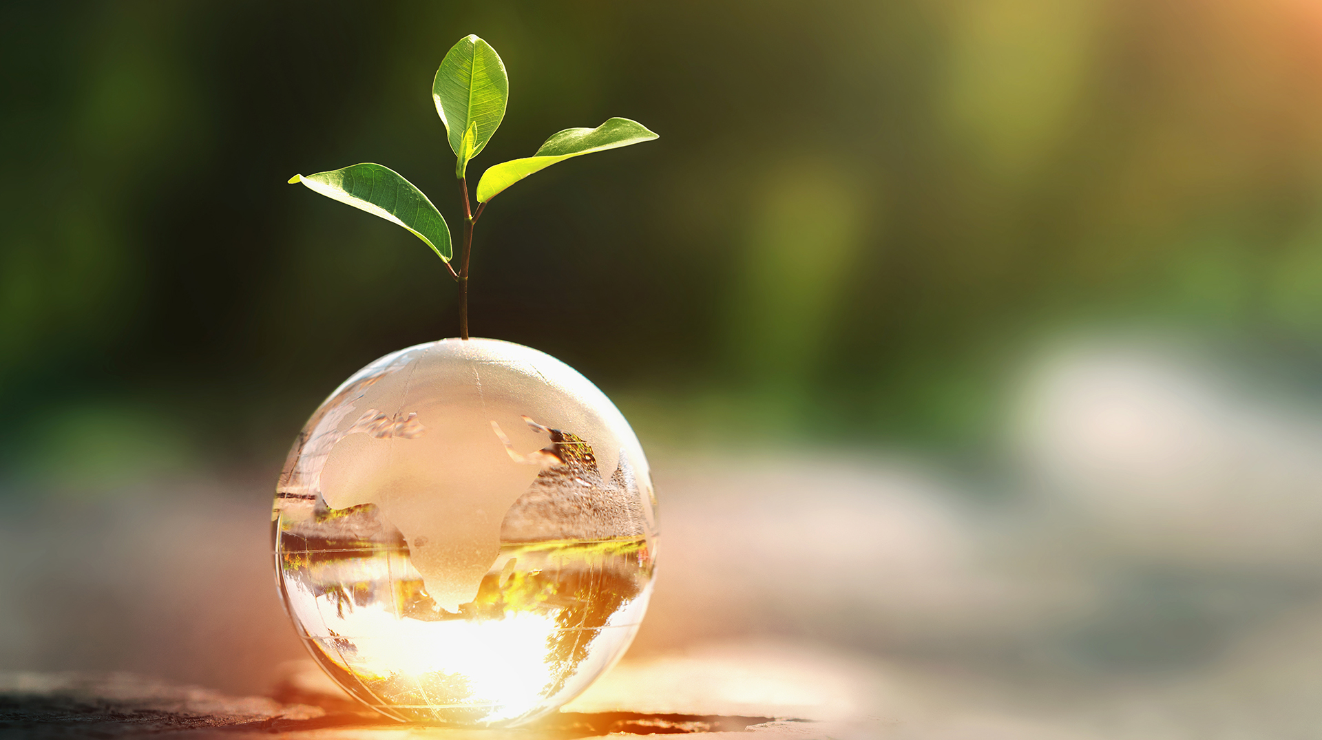 glass globe ball with tree growing and green nature blur background. 